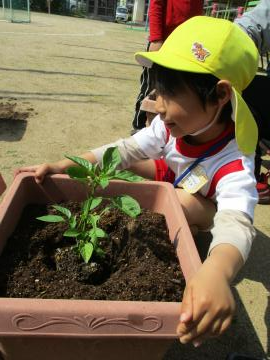 ピーマンを植えている様子