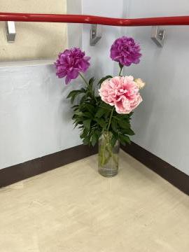 廊下に咲くシャクヤクの花の画像