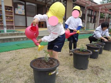 ミニトマトに水やりをしているところ