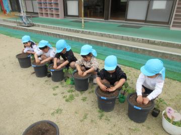 ナスとピーマンの苗を植えているところ