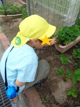いちごの収穫をする子ども2