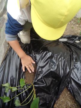 さつまいもの苗を植える子ども2