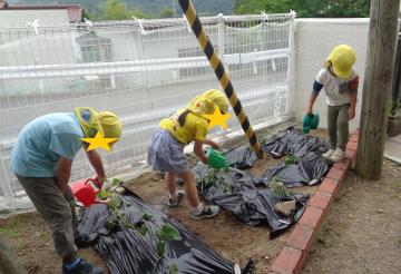 植えたさつまいもの苗に水を上げる子ども