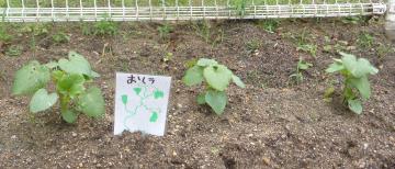 おくらの苗