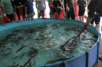 プールの中を泳ぐ魚