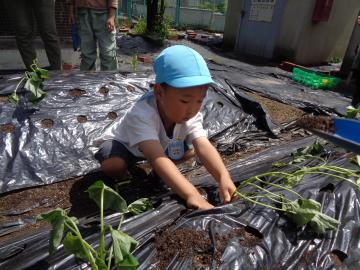 幼児がサツマイモの苗植えをしているところ