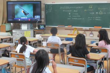 ジャコウアゲハについてオンライン授業を受けている様子