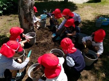 4歳児が植木鉢に土を入れている写真