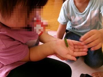 アゲハ蝶の幼虫を触っている写真