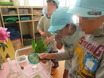 カタツムリを観察している写真