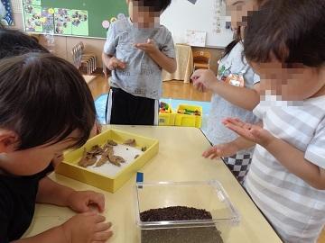 ダンゴムシを観察している写真