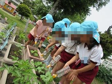 野菜に水やりをしている写真