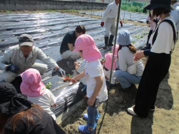 サツマイモの苗植えをしている様子