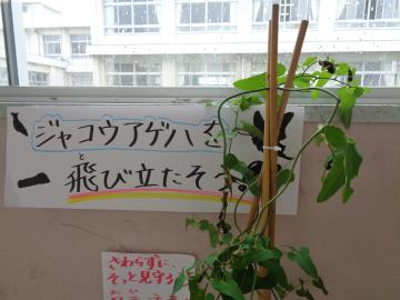 ジャコウアゲハの幼虫も育てています