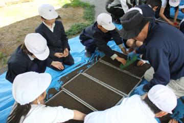もみまきの様子