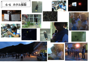 ホタル採取をする参加者と採取したホタルの様子を撮影した写真集
