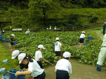 水生生物を探している様子