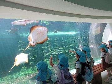 水族館でエイを見ている写真