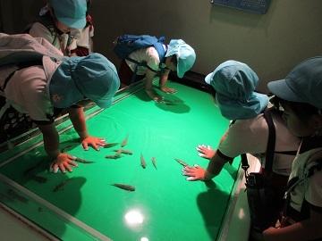 タッチプールで魚に触れている写真