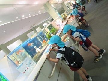 水族館の展示物を見ている写真