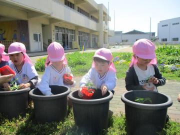 土にミニトマトの苗を植える子供たち