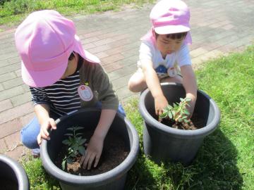 土に苗を植える子供たち