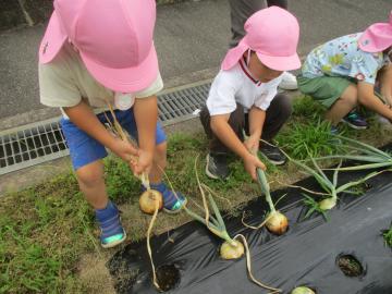 玉ねぎを引っこ抜く子供たち