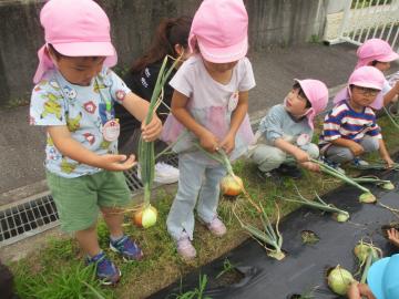 玉ねぎを収穫する子供