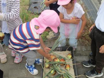 収穫した玉ねぎをかごに入れる子供
