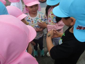 腕にカエルをのせる子供と興味津々に見ている子供