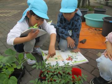 図鑑と野菜を見比べながら探す子供