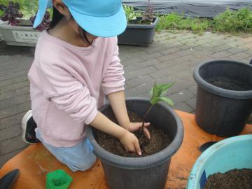 苗をそっと土に植える子供