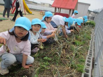 畑で玉ねぎを収穫する5歳児たちの様子