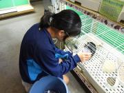 ペットショップで働く様子
