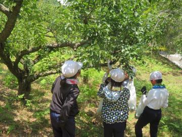 自分の力で梅の実をとる3年生と4年生