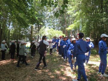 中学年と交代し梅の実とりをする中学1年生