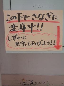 蛹に変身中です