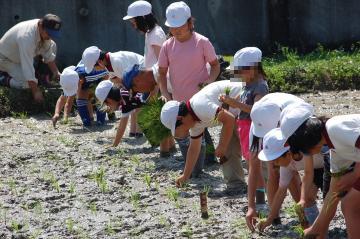 田植えをする児童の様子