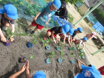 5歳児が畑に野菜を植えている様子