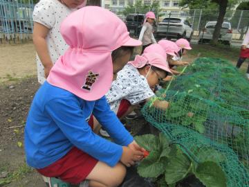 4歳児がイチゴを収穫している様子