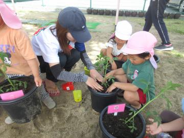 4歳児がミニトマトを植えている様子