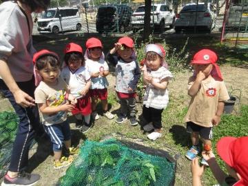 3歳児がいちご狩りをしている様子