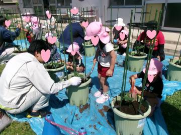 5歳児が野菜を植えているところ