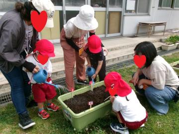 3歳児と保護者が一緒にコスモスを植えているところ
