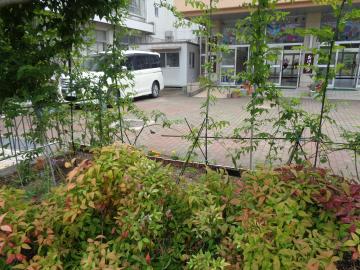 ウマノスズクサにジャコウアゲハがやってきています。