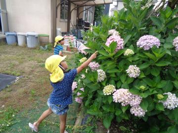 園児が園庭でアジサイの花を見付けた様子