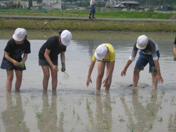 児童が横一列になって田植えをしている様子