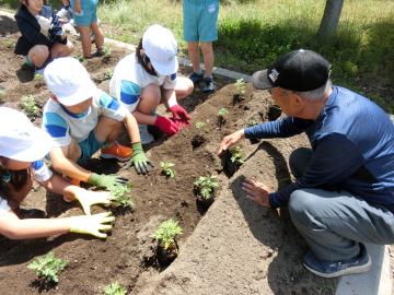 説明を受けながら3年生がのじぎくを植えているところ
