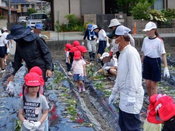サツマイモの苗を植える園児