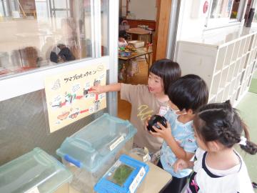 ツマグロヒョウモンについて調べる幼児